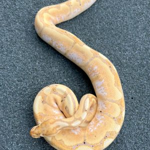 2020  BANANA HURRICANE SPIDER PASTEL (Possible Woma) 50% het CLOWN Male (breeder ready)